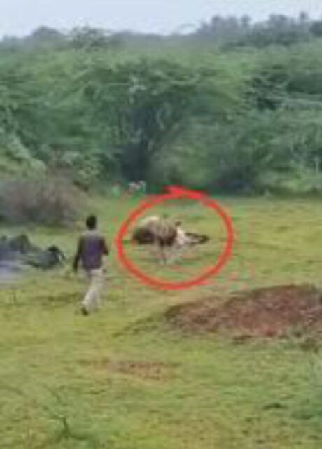 Image Editor Output Image872166408 17544125992347749586993964681541