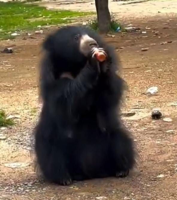 Image Editor Output Image 1223106230 17579338371594932546121519572517