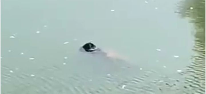 Image Editor Output Image1039434713 17592312961502096274035017195825