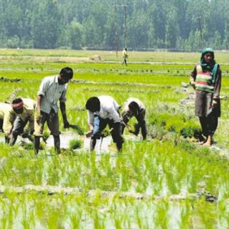 एग्रीस्टेक पोर्टल की तकनीकी गड़बड़ी से पंजीयन प्रक्रिया बाधित, ,किसान परेसान Image Editor Output Image323235691 17572771574552391881229548847158