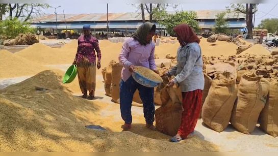 G8aqsj5c Cg Dhan Kharidi In Rabi Season 625x300 17 May 253539597612975575053