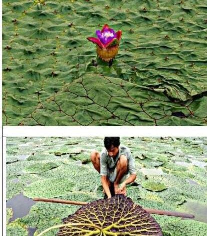 Image Editor Output Image 2045026875 17656213081347711081684430631201