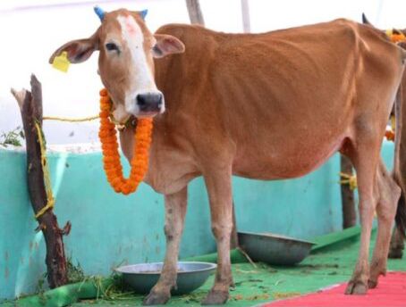 छत्तीसगढ़ के 9 जिलों में "सुरभी गौधाम" एवं अभ्यारण्य की शुरूवात ,बिलासपुर जिले के कोटा विकासखंड अंतर्गत ग्राम जोगीपुर में राज्य के पहले गौ अभ्यारण्य का शिलान्यास Image Editor Output Image1737486642 17735182154392488763631723004526